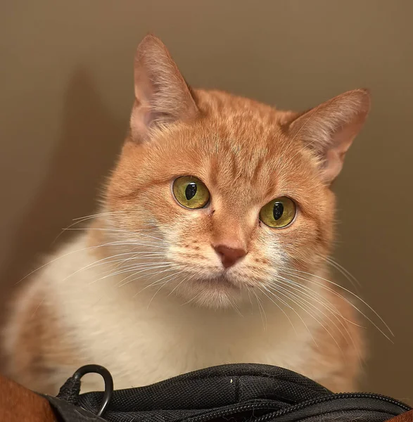 Jengibre Gato Blanco Con Los Ojos Desconcertados — Foto de Stock