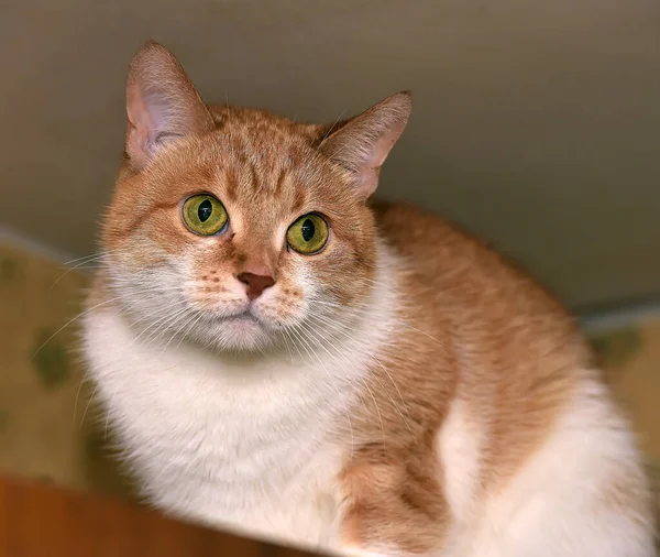 Gengibre Gato Branco Com Olhos Desnorteados — Fotografia de Stock