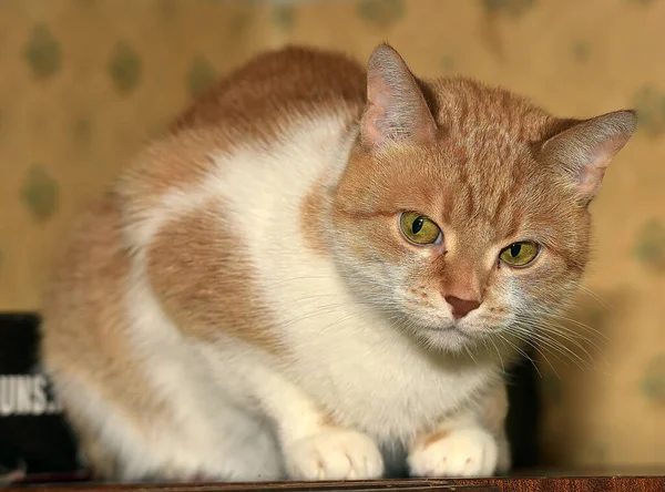 Ingwer Und Weiße Katze Mit Verwirrten Augen — Stockfoto