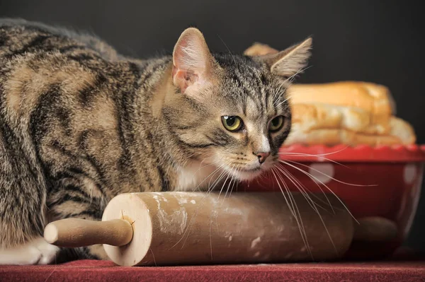 Tabby Katze Auf Einem Tisch Der Küche — Stockfoto