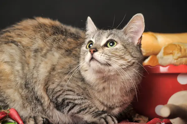 Tabby Kot Stole Kuchni — Zdjęcie stockowe