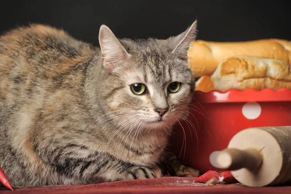 Chat Tabby Sur Une Table Dans Cuisine — Photo