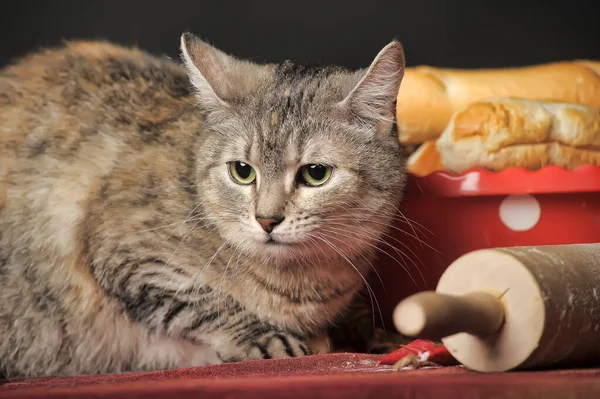 Tabby Katze Auf Einem Tisch Der Küche — Stockfoto