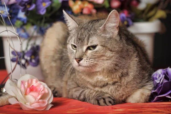 可爱的胖胖的猫在花丛中 — 图库照片