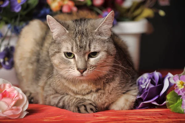 Schattig Tabby Kat Onder Bloemen — Stockfoto