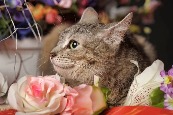 Симпатичная Кошка Тэбби Среди Цветов — стоковое фото