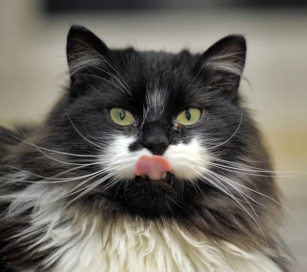 Hermoso Negro Blanco Gato Lame Sus Labios —  Fotos de Stock