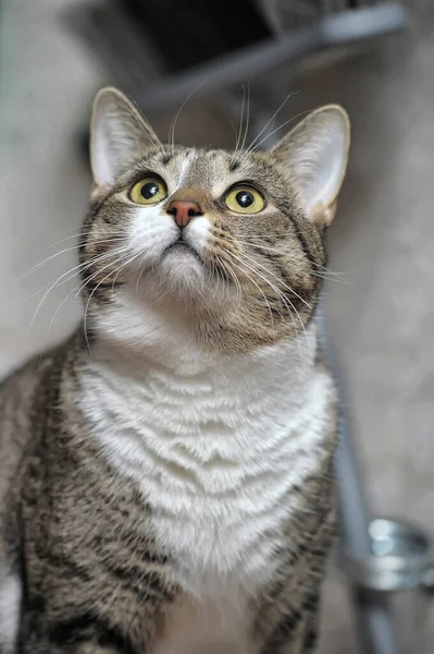 Portrait Adult Tabby White Cat — Stock Photo, Image