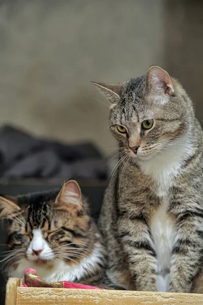 Two Adult Tabby White Cats — Stock Photo, Image