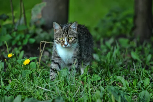 Gestreift Mit Weißer Junger Katze Gras — Stockfoto