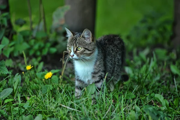 Listrado Com Branco Jovem Gato Entre Grama — Fotografia de Stock