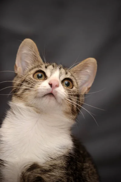 Niedlich Verspielt Gestreift Mit Weißer Kurzhaariger Katze Auf Grauem Hintergrund — Stockfoto