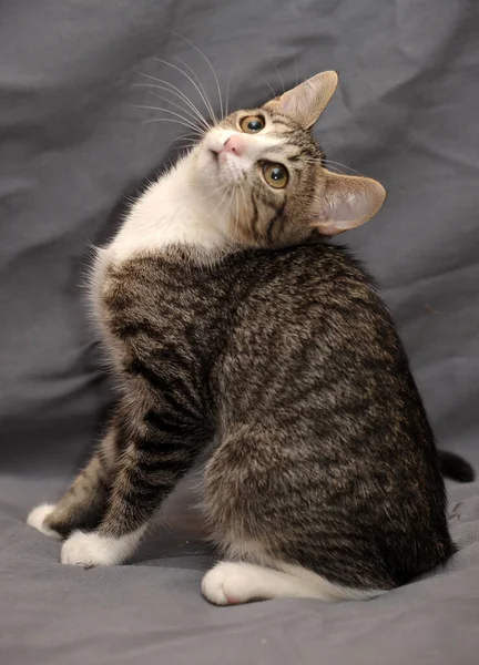 Cute Playful Striped White Short Haired Cat Gray Background — Stock Photo, Image