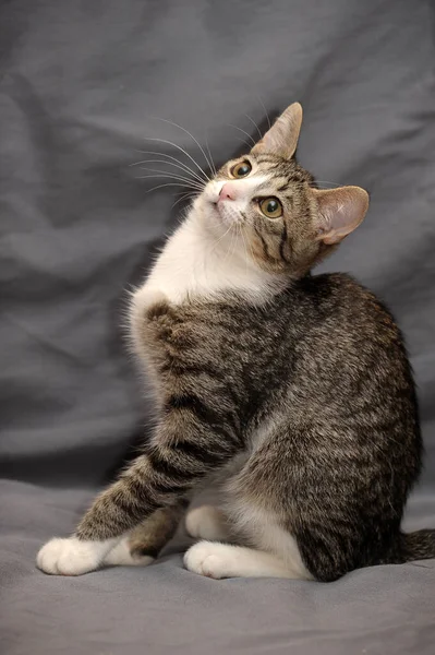 Lindo Juguetón Rayas Con Blanco Pelo Corto Gato Sobre Gris — Foto de Stock