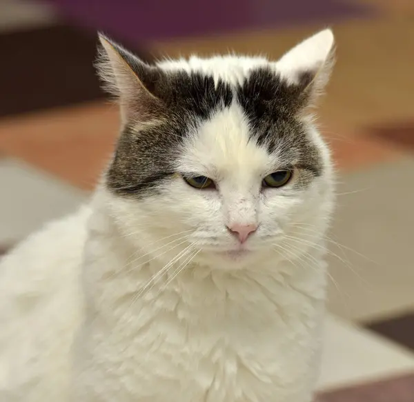 Cute White Gray Ears Cat — Stock Photo, Image