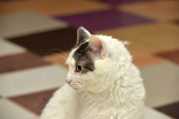 Симпатичная Белая Ушами Кошка — стоковое фото