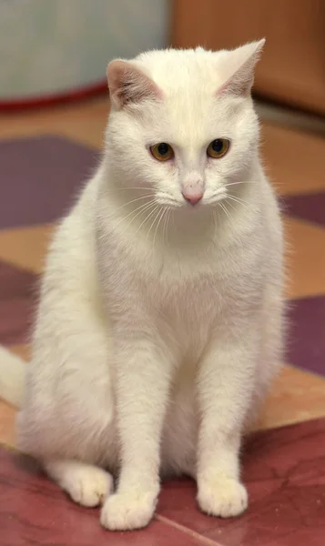 White Albino Cat Sits Floor — Stock Photo, Image