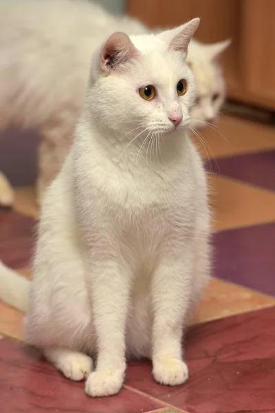 Biały Kot Albinos Siedzi Podłodze — Zdjęcie stockowe