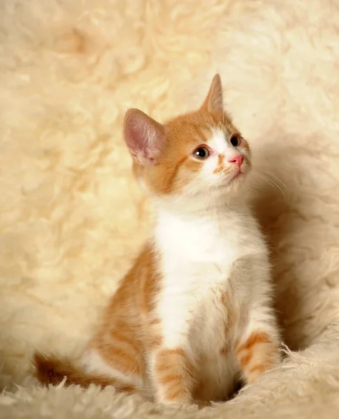 Cute Red White Kitten Fluffy Plaid — Stock Photo, Image