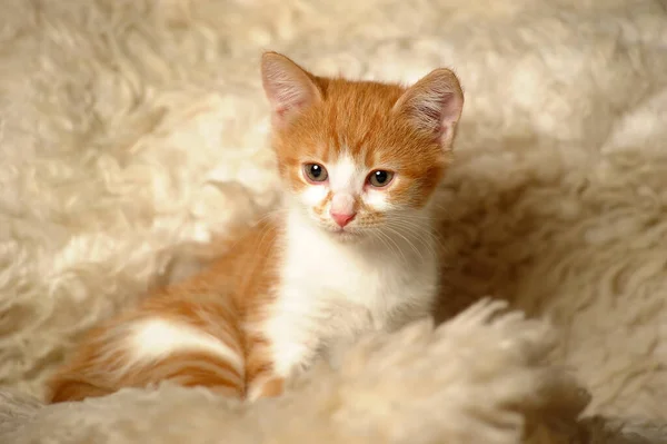Schattig Rood Wit Kitten Een Pluizig Plaid — Stockfoto