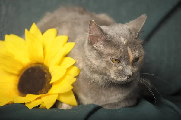 赤い猫とひまわりの美しい灰色 — ストック写真