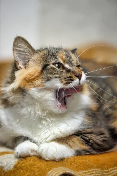 Funny Tricolor Cat Licks Its Lips — Stock Photo, Image