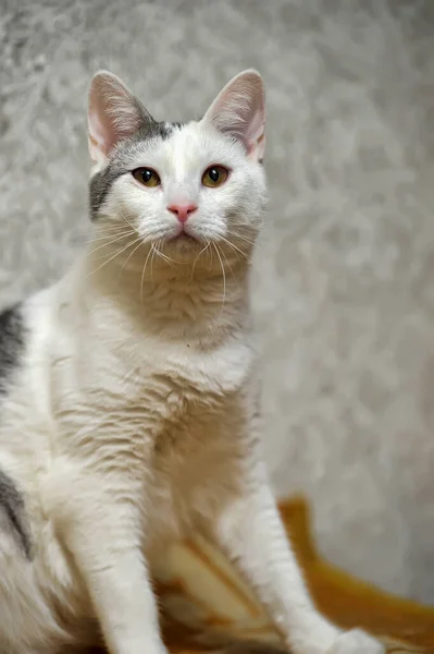 Branco Com Manchas Cinzentas Retrato Gato — Fotografia de Stock