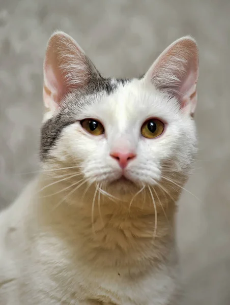 白色与灰色斑点猫肖像画 — 图库照片