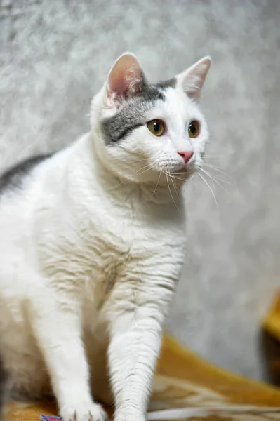 Wit Met Grijze Vlekken Kattenportret — Stockfoto