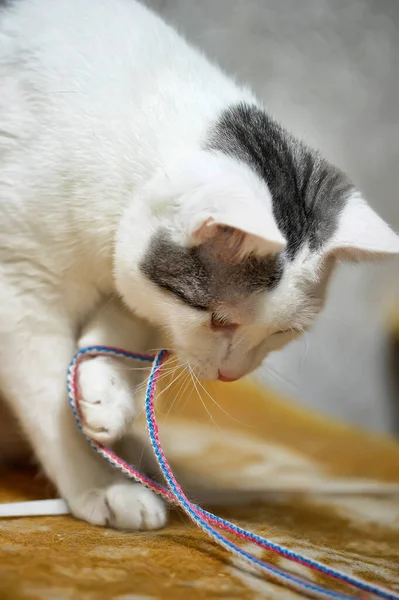 Branco Com Manchas Cinzentas Retrato Gato — Fotografia de Stock