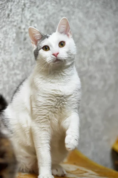 Wit Met Grijze Vlekken Kattenportret — Stockfoto