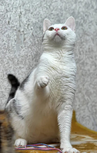 Gato Branco Manchado Segurando Sua Pata — Fotografia de Stock