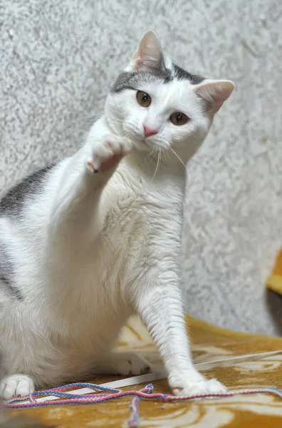 Běloskvrnitá Kočka Zvedá Tlapu — Stock fotografie