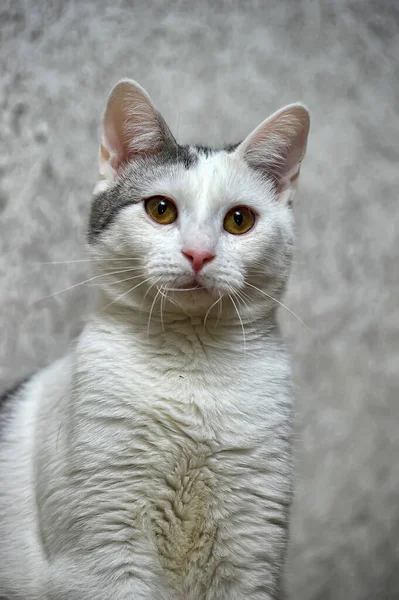 Branco Com Manchas Cinzentas Retrato Gato — Fotografia de Stock