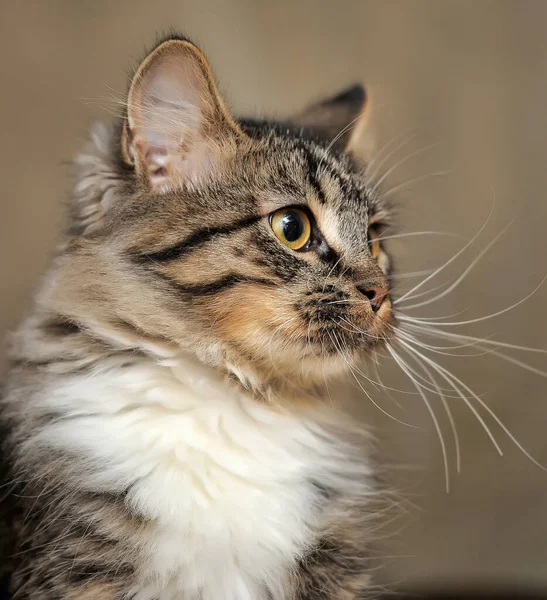 Brown White Fluffy Norwegian Forest Young Kitten — Stock Photo, Image