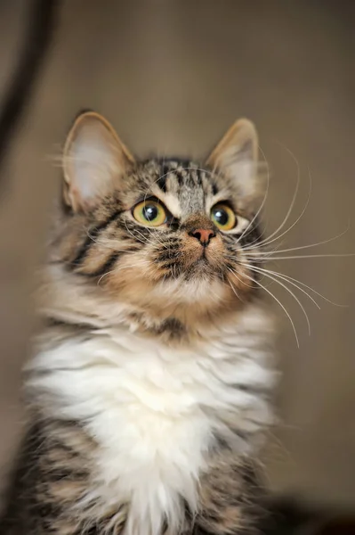 솜털로 북단의 고양이 — 스톡 사진
