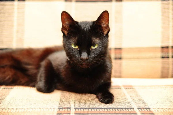 Grazioso Gatto Nero Giace Casa — Foto Stock