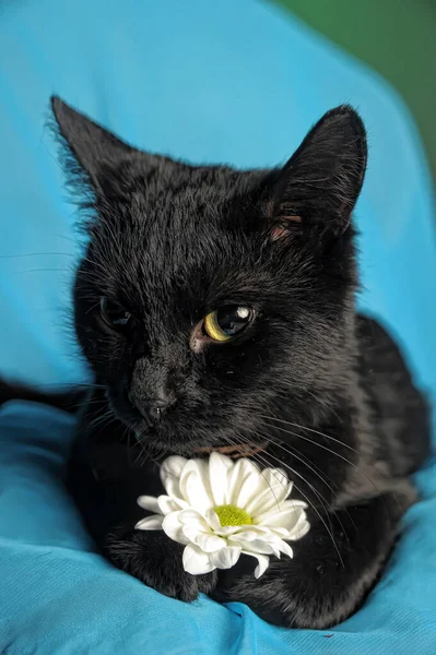 Schwarze Katze Mit Weißer Blume Auf Blauem Hintergrund Halsband — Stockfoto