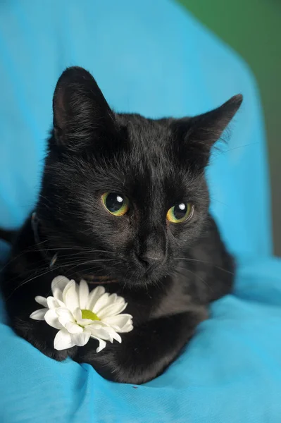 Black Cat White Flower Blue Background Collar — Stock Photo, Image