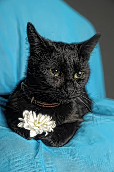 Chat Noir Avec Une Fleur Blanche Sur Fond Bleu Dans — Photo