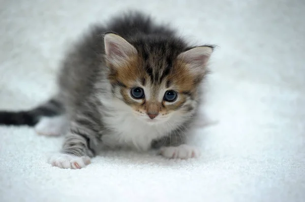 Brun Med Vit Och Röd Charmig Fluffig Liten Kattunge Vit — Stockfoto