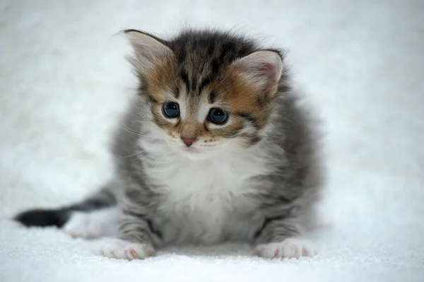 Marrón Con Blanco Rojo Encantador Gatito Esponjoso Sobre Fondo Blanco —  Fotos de Stock