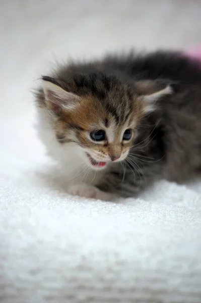 白と赤の魅力的なふわふわの子猫を背景に茶色 — ストック写真