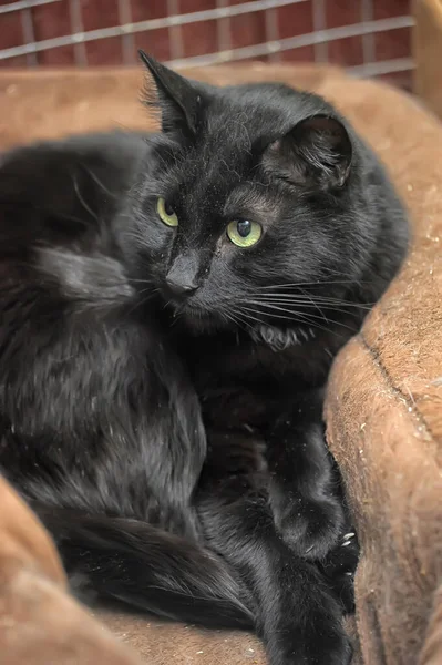 大绿眼睛的成年黑猫 — 图库照片
