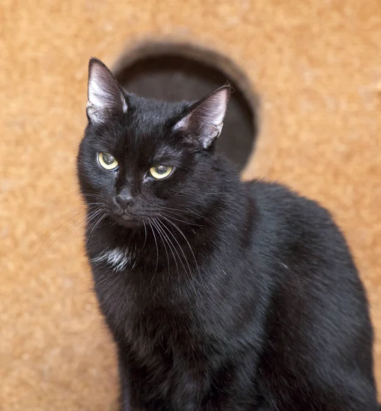 Adult Black Cat Big Green Eyes — Stock Photo, Image