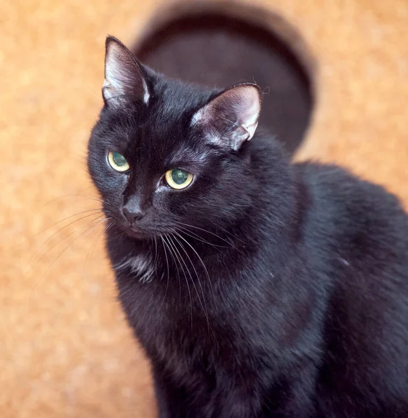 Adulto Gato Preto Com Grandes Olhos Verdes — Fotografia de Stock