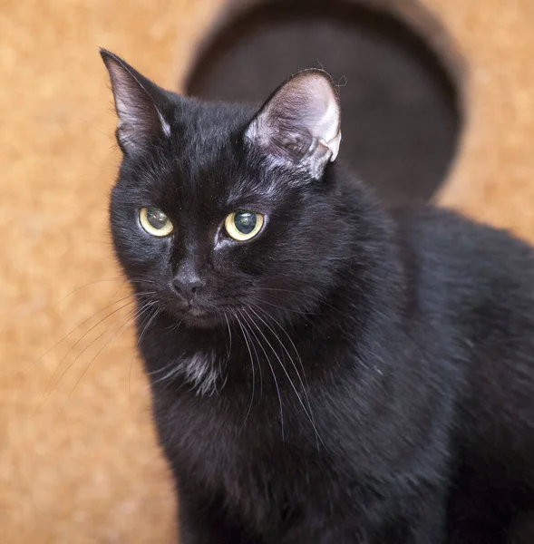 Adulto Gato Preto Com Grandes Olhos Verdes — Fotografia de Stock