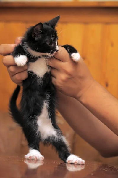 Gattino Bianco Nero Mesi Mano — Foto Stock