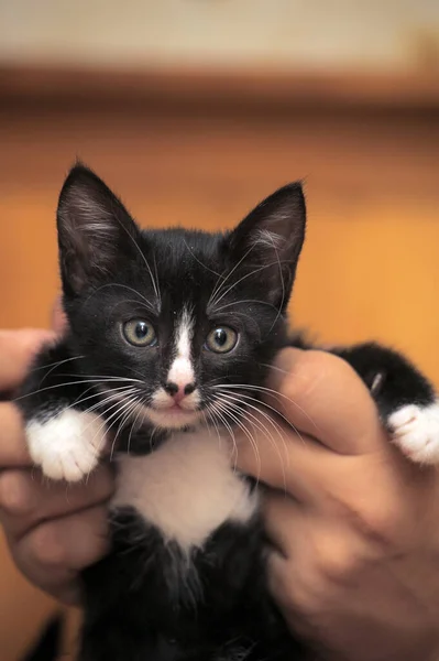 Zwart Wit Kitten Maanden Handen — Stockfoto