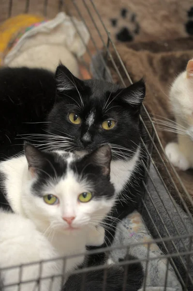 两只黑白相间的猫躲在一个鸟笼里 — 图库照片